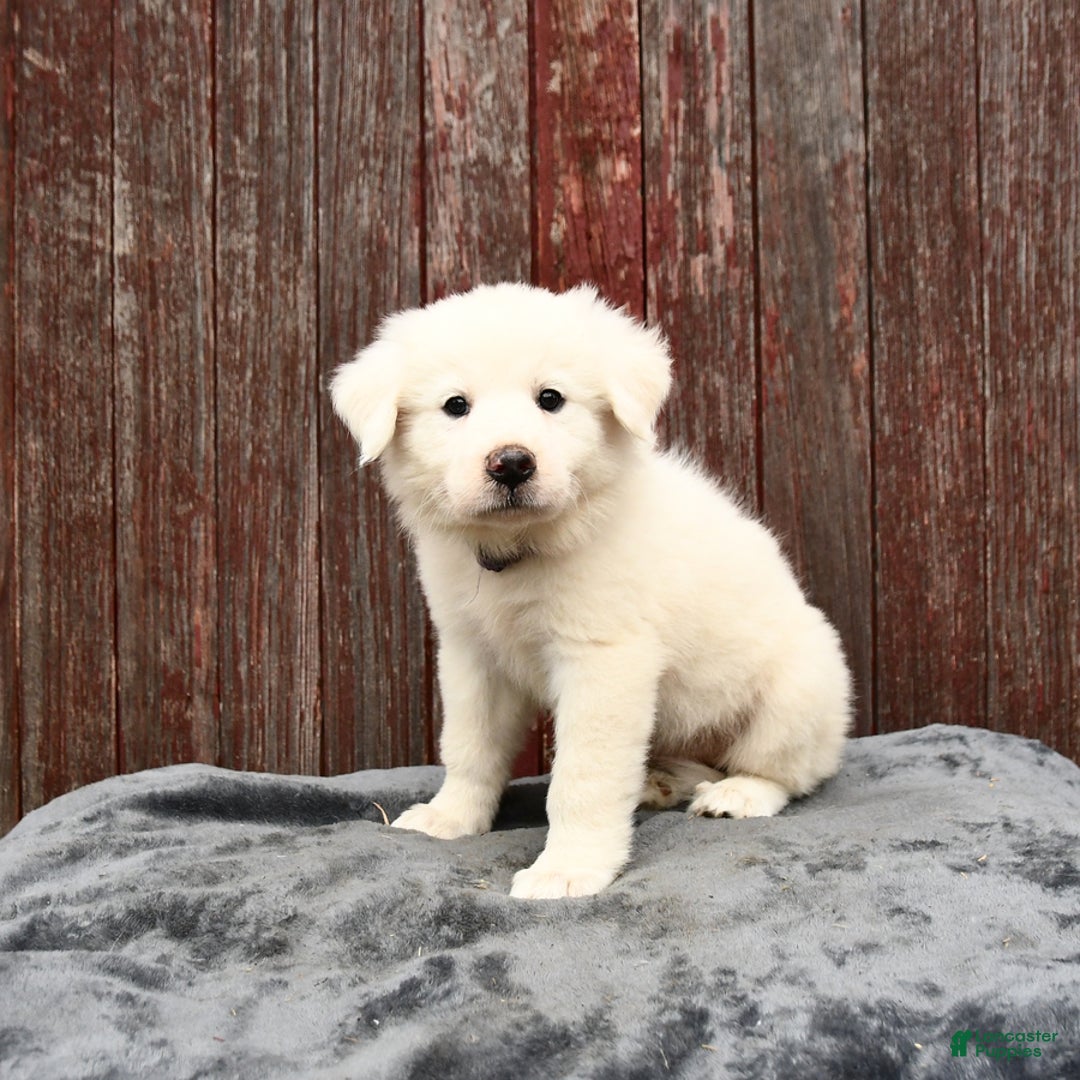 Great Pyrenees dogs for sale: Lilac - Image 3