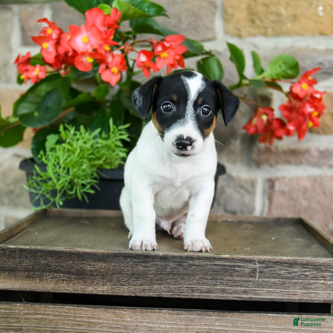 Jack Russell Terrier dogs for sale: Pumpkin - Image 3