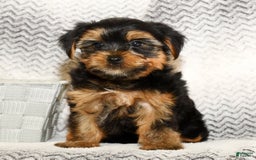 Yorkshire Terrier dogs for sale: Cody - Image 9
