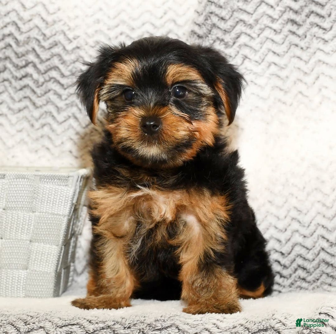 Yorkshire Terrier dogs for sale: Cody - Image 9