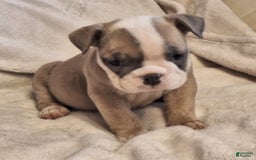 Olde English Bulldogge dogs for sale: Prissy - Image 3