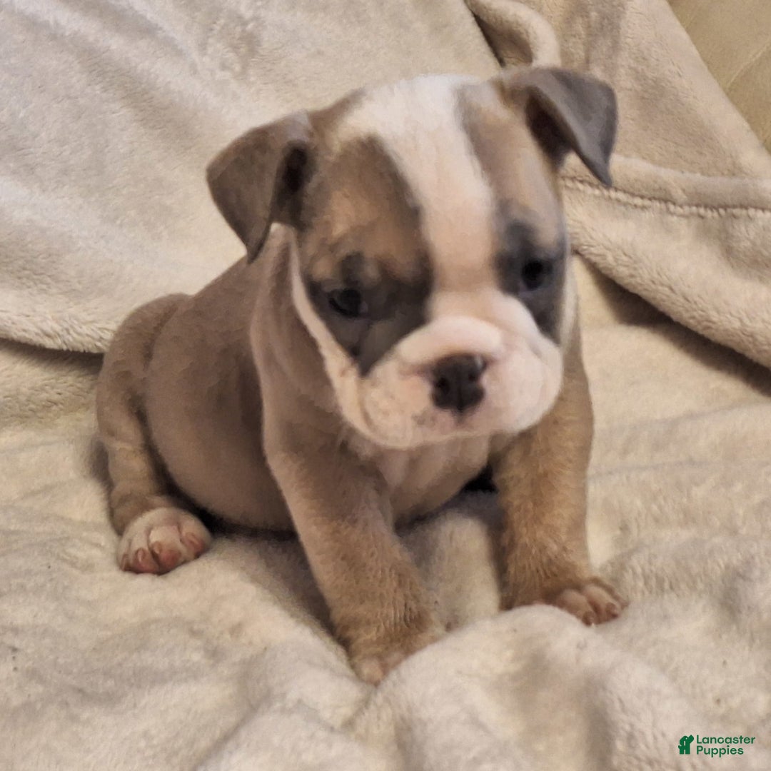 Olde English Bulldogge dogs for sale: Prissy - Image 3