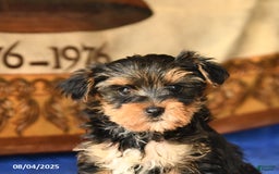 Yorkshire Terrier dogs for sale: Fudge - Image 3