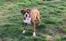 Boxer dogs for sale: Ashley - Image 10