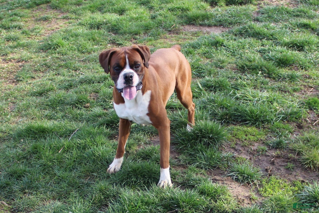 Boxer dogs for sale: Ashley - Image 10