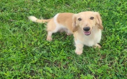 Miniature Dachshund dogs for sale: Sky - Image 8