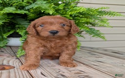 Mini Goldendoodle dogs for sale: Mini-logan - Image 4