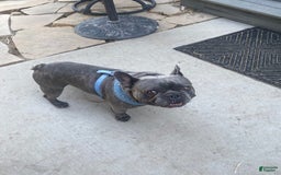 French Bulldog dogs for sale: Colonel - Image 4
