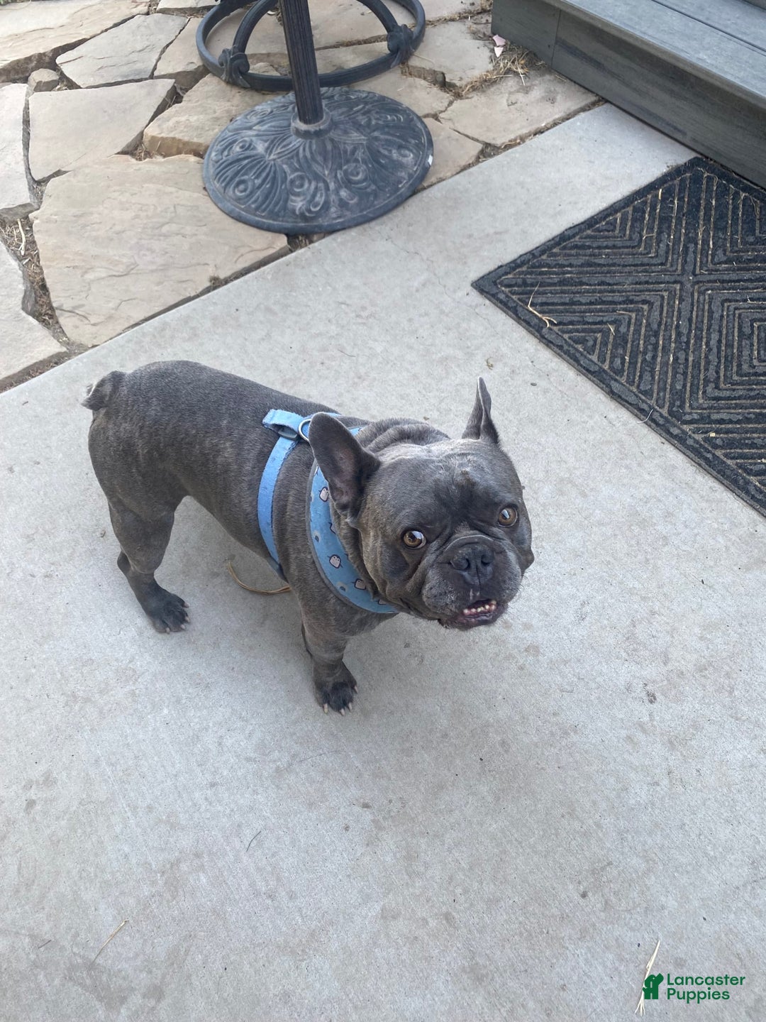 French Bulldog dogs for sale: Colonel - Image 4