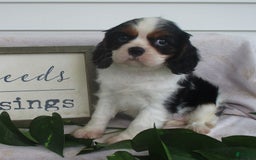 Cavalier King Charles Spaniel dogs for sale: Cavalier King Charles Spaniel 3 puppies - Image 2