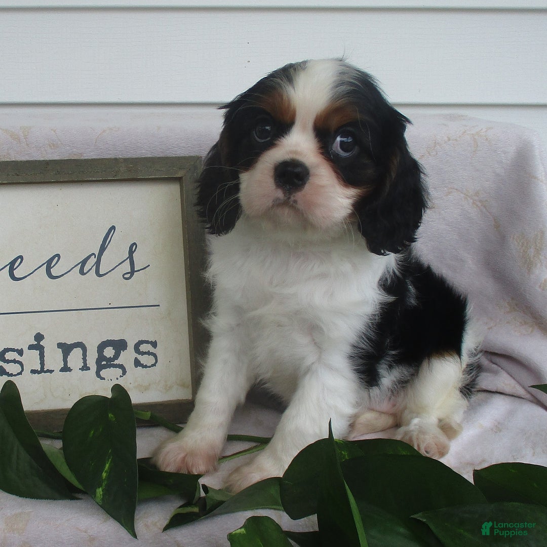 Cavalier King Charles Spaniel dogs for sale: Cavalier King Charles Spaniel 3 puppies - Image 2