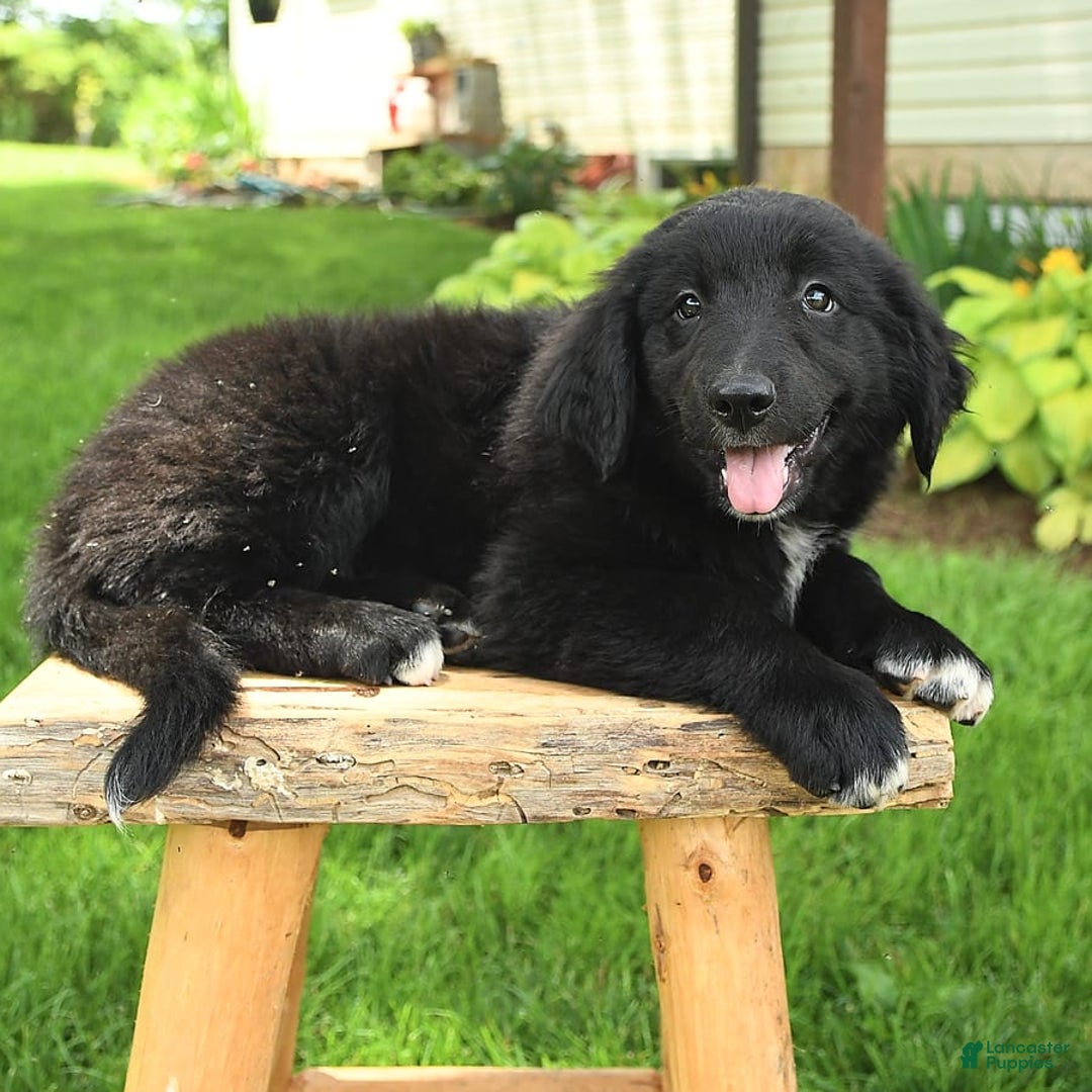 Australian Shepherd dogs for sale: Bella - Image 10