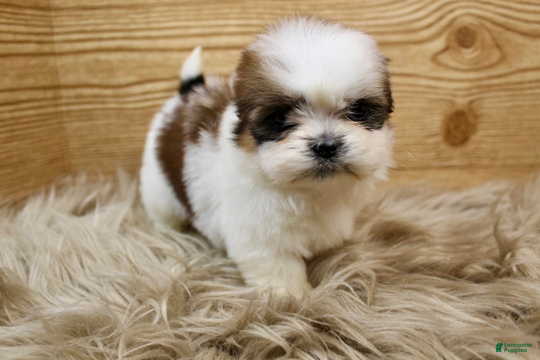 Shih Tzu dogs for sale: Peaches - Image 4