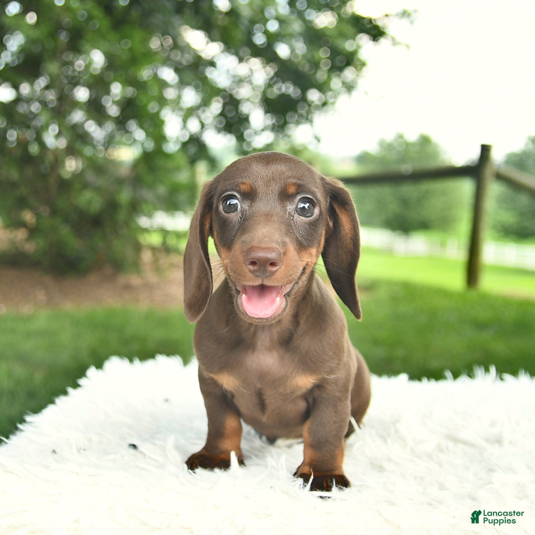 Miniature Dachshund dogs for sale: Heather - Image 3