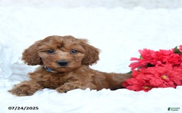Mini Goldendoodle dogs for sale: Walter - Image 3