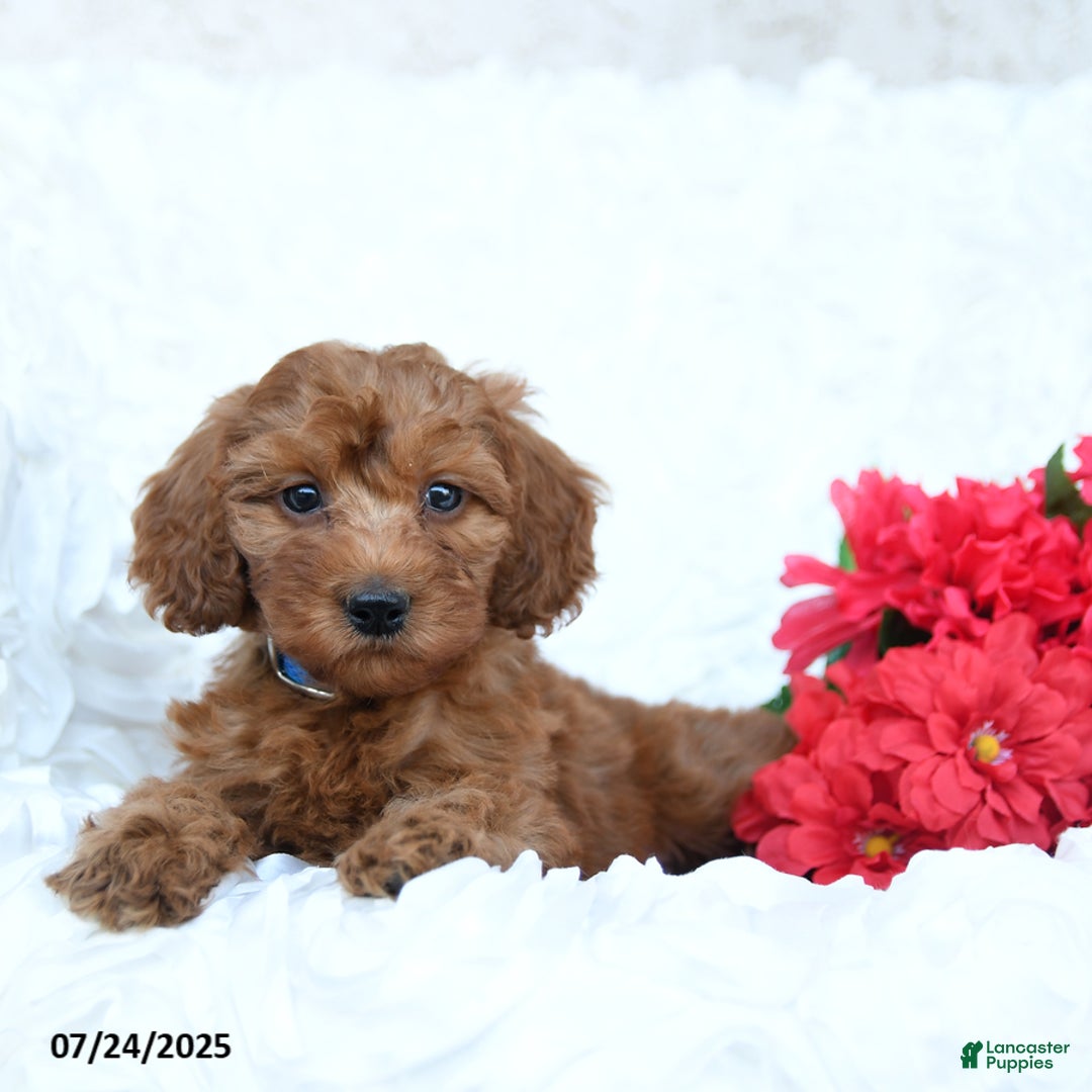 Mini Goldendoodle dogs for sale: Walter - Image 3