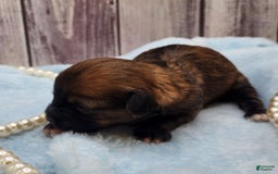 Chinese Crested dogs for sale: Raven - Image 2