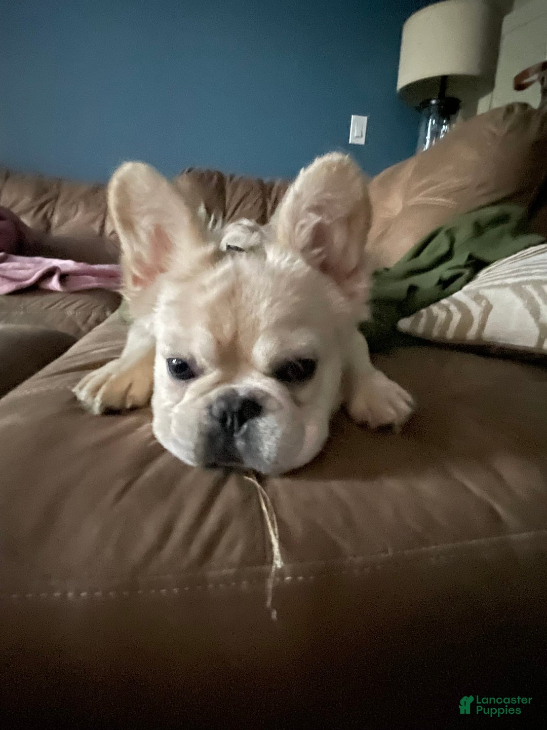 French Bulldog dogs for stud: Whiskey - Image 4