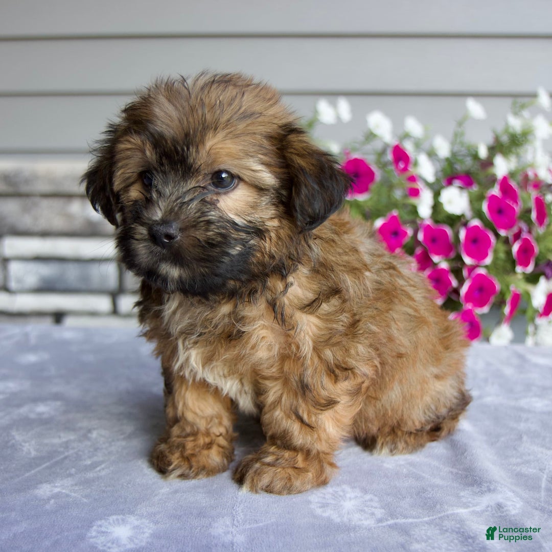 Shorkie dogs for sale: Enzo - Image 5