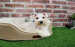 Miniature Schnauzer dogs for sale: Miniature Schnauzer 6 puppies - Image 3