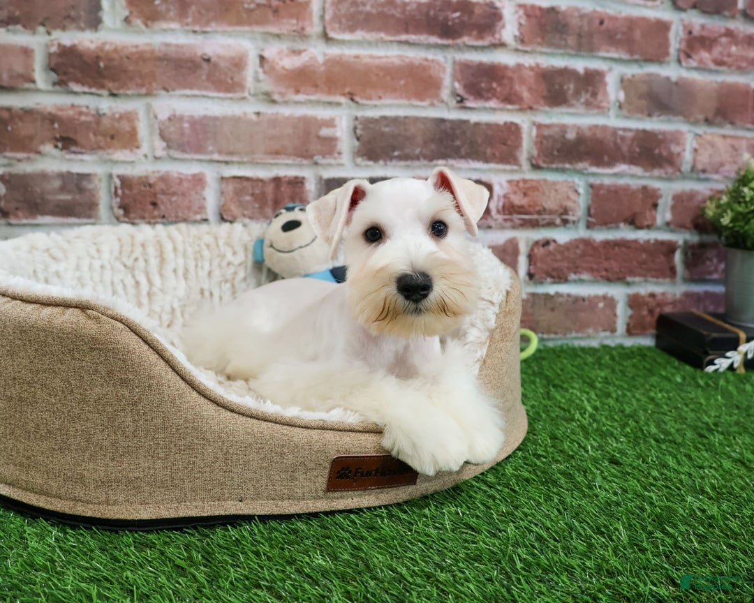 Miniature Schnauzer dogs for sale: Miniature Schnauzer 6 puppies - Image 3
