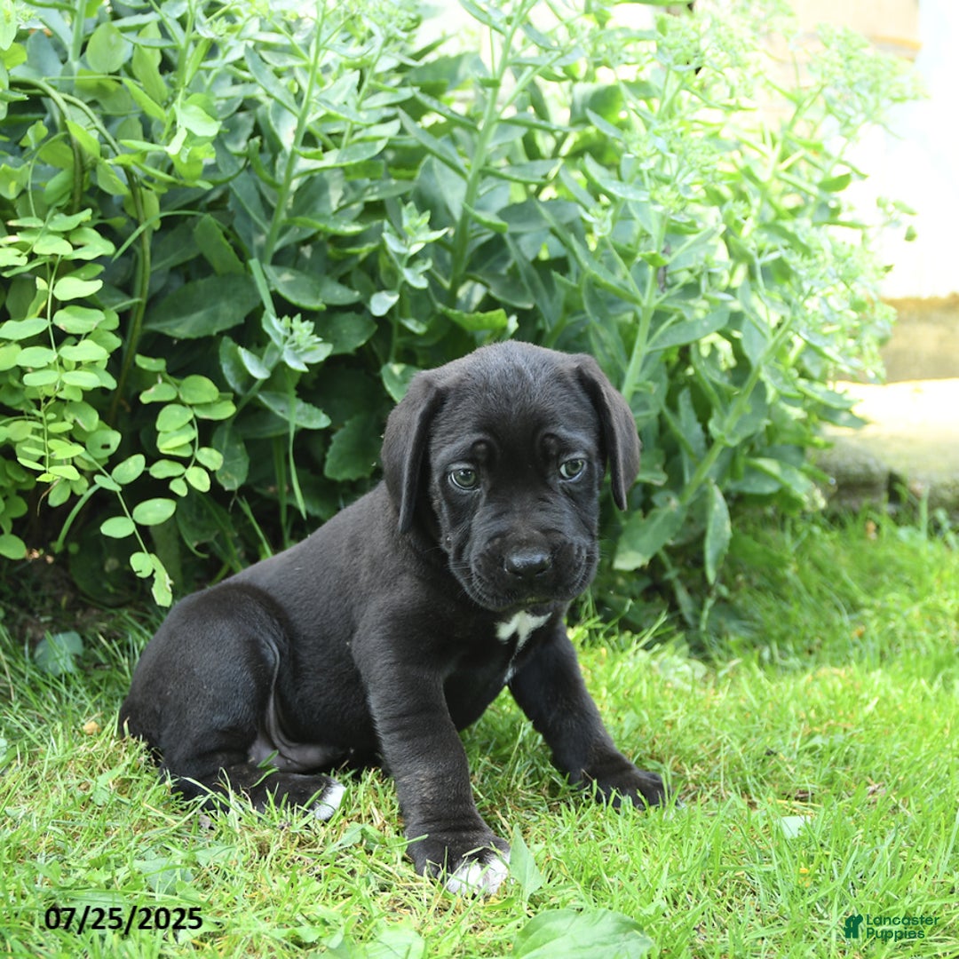 Cane Corso dogs for sale: Pluto - Image 2