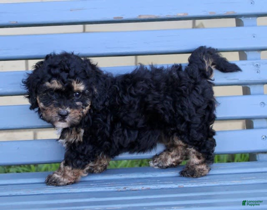 Shihpoo dogs for sale: Molly - Image 5