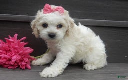 Cockapoo dogs for sale: Scarlet - Image 1