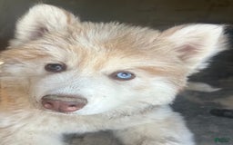 Siberian Husky dogs for sale: Daisy Light Red Mask - Image 1