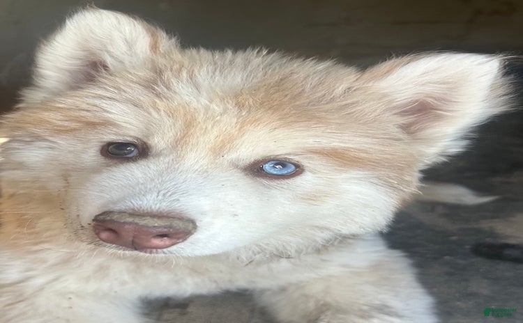Siberian Husky dogs for sale - Ad 1