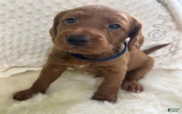 Goldendoodle dogs for sale: Danby - Image 3
