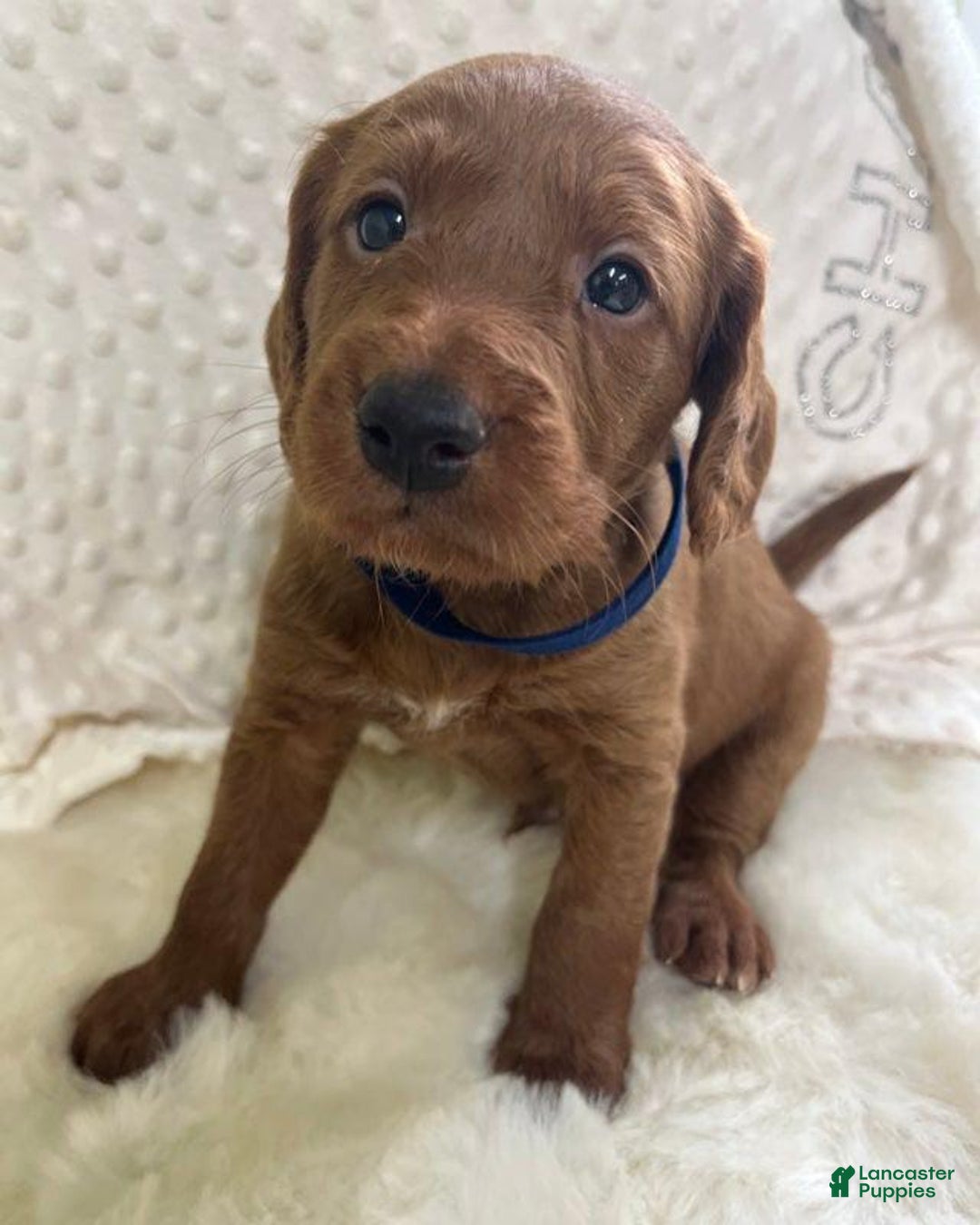 Goldendoodle dogs for sale: Danby - Image 3
