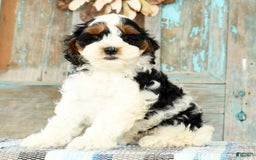 Cavapoo dogs for sale: Knight - Image 1