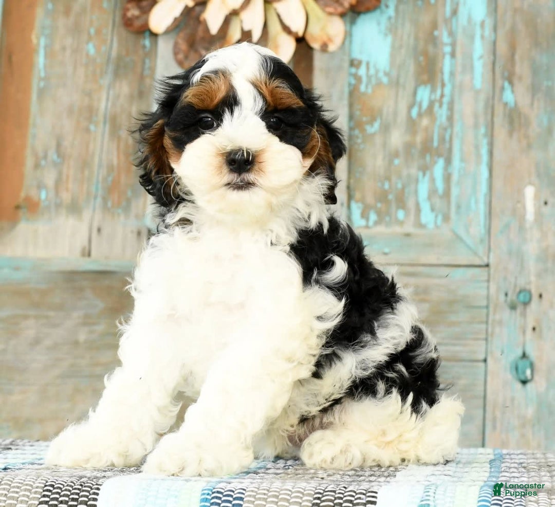 Cavapoo dogs for sale: Knight - Image 1