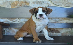 Boxer dogs for sale: Flynn - Image 6