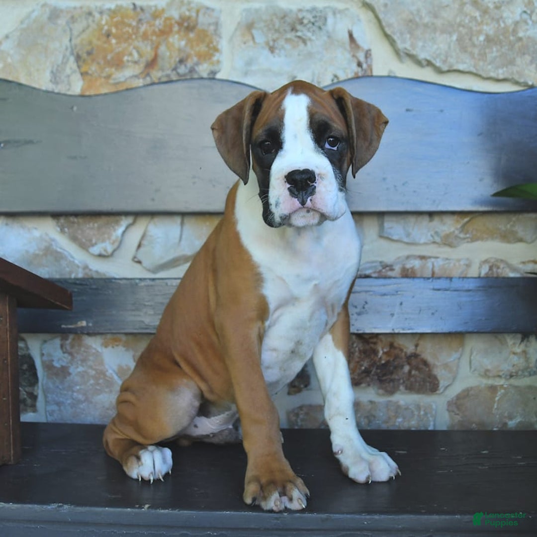 Boxer dogs for sale: Flynn - Image 6