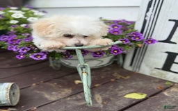 Bichon Frise dogs for sale: Buddy - Image 14