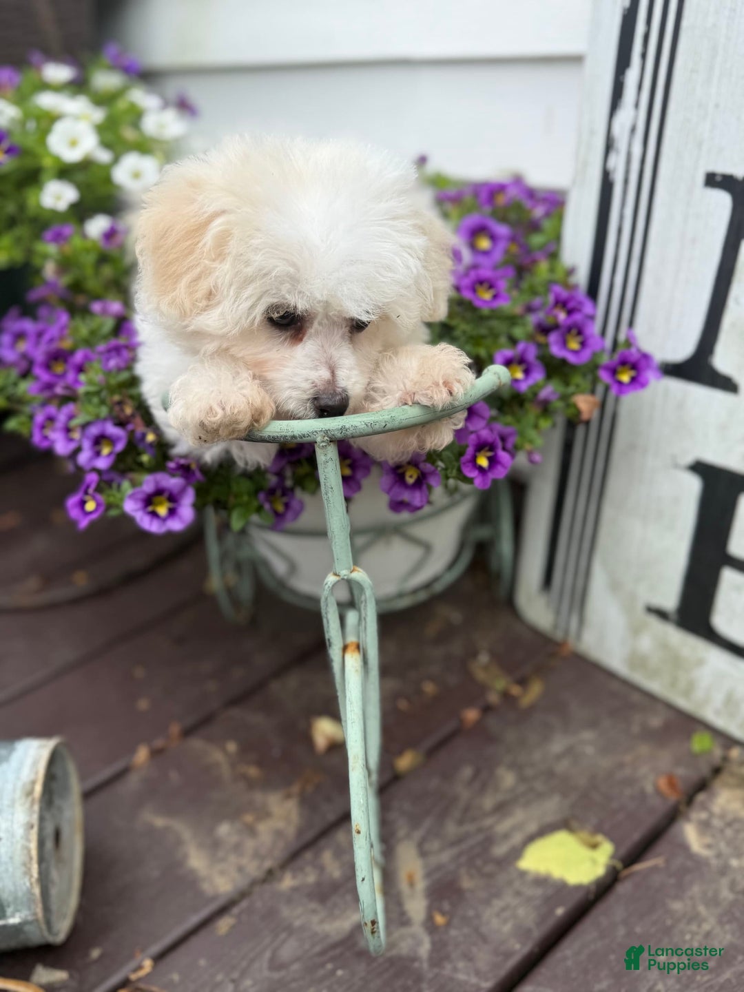 Bichon Frise dogs for sale: Buddy - Image 14