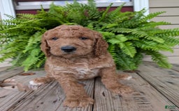 Goldendoodle dogs for sale: Maggie - Image 21