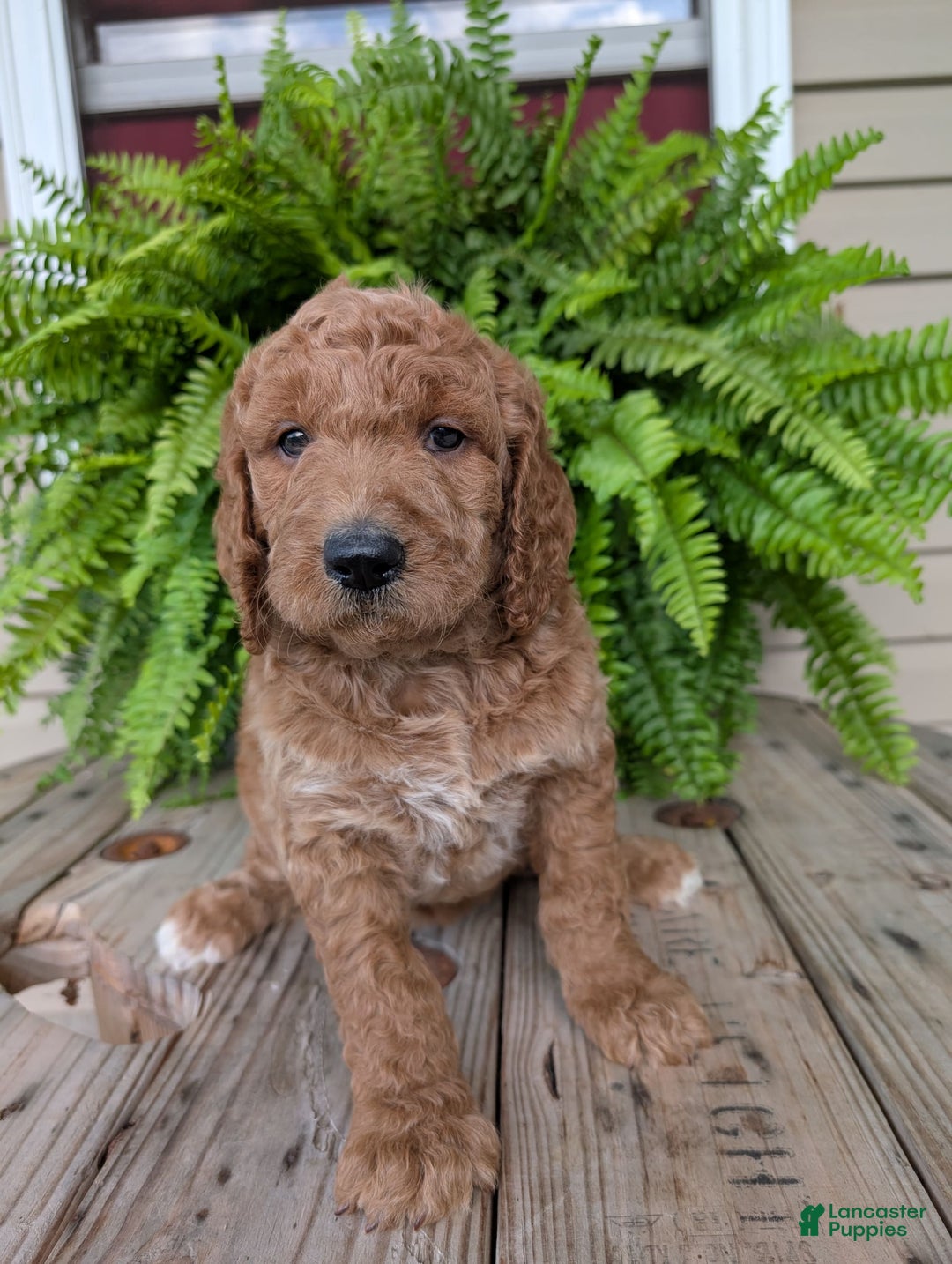 Goldendoodle dogs for sale: Maggie - Image 21