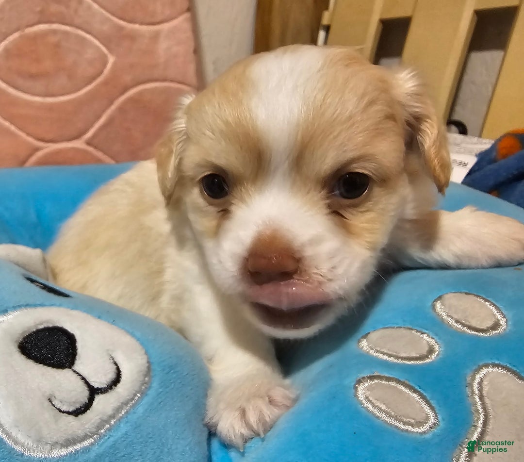 Chihuahua dogs for sale: Darcey - Image 7