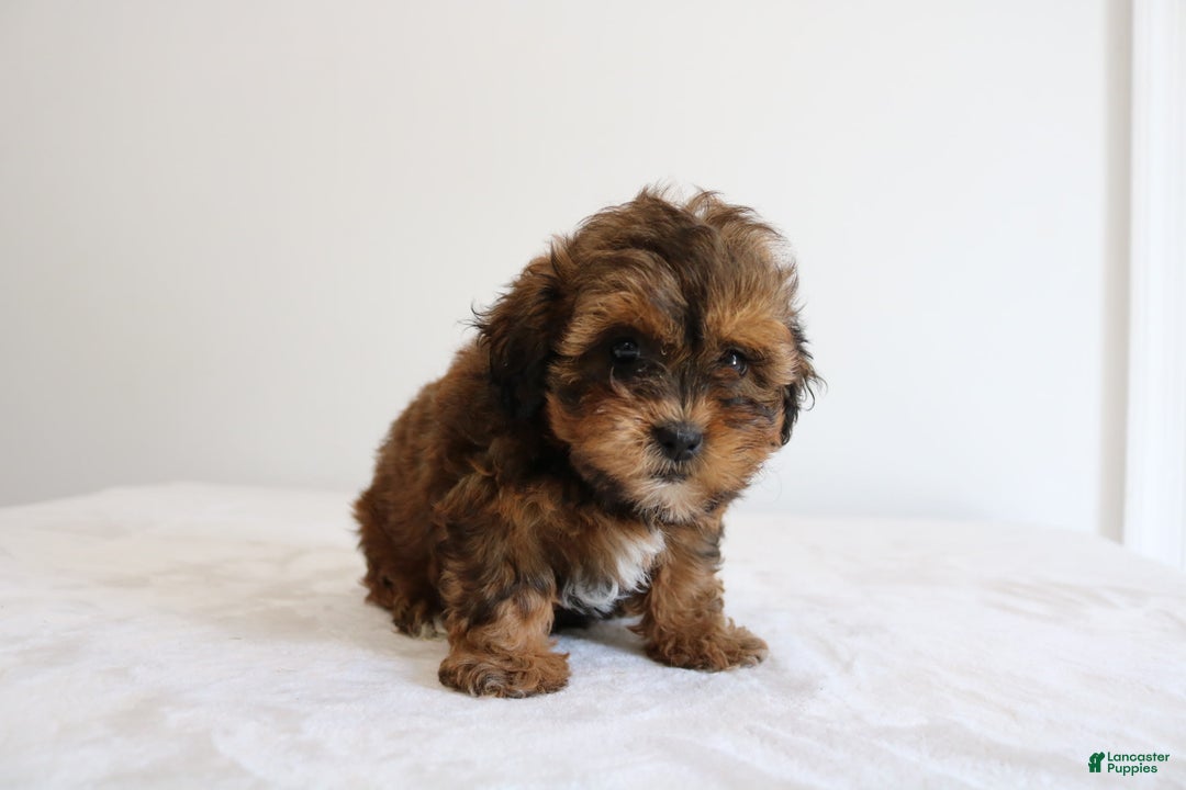 Shihpoo dogs for sale: Lady - Image 9