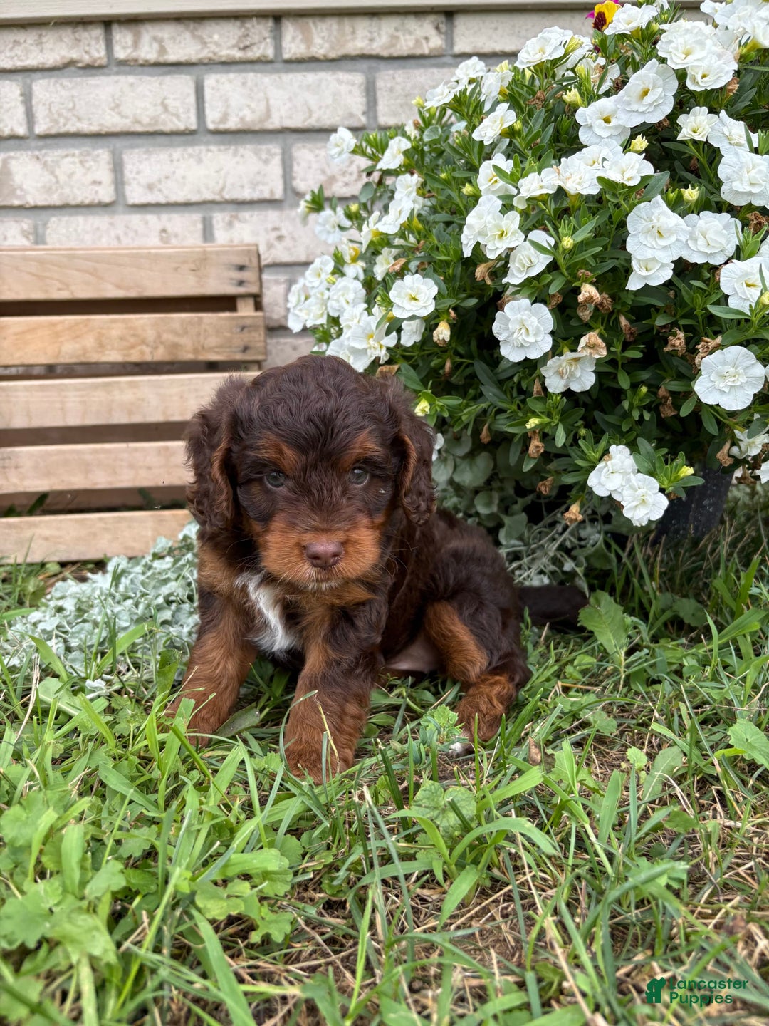 Beagle dogs for sale: Lilly - Image 2