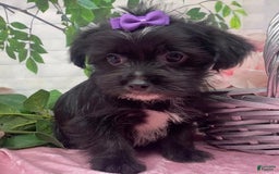 Shorkie dogs for sale: Little Prada - Image 8