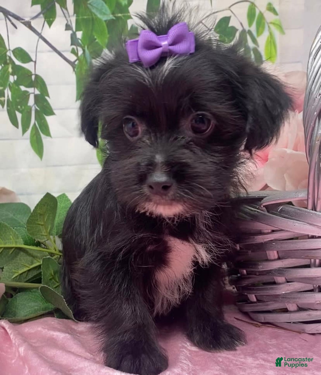 Shorkie dogs for sale: Little Prada - Image 8