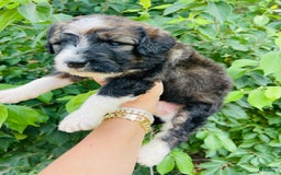 Bernedoodle dogs for sale: 💜 Mango Blossom - Image 1