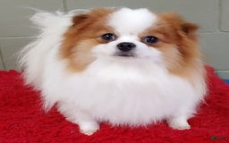 Pomeranian dogs for sale: Cosmo - Image 3