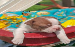 Boston Terrier dogs for sale: Chad - Image 1