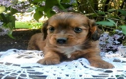 Miniature Dachshund dogs for sale: Scout - Image 4