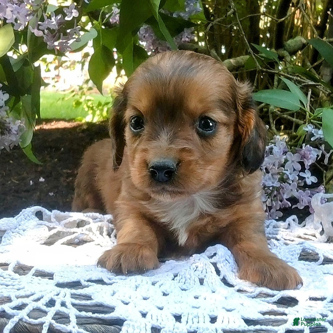 Miniature Dachshund dogs for sale: Scout - Image 4